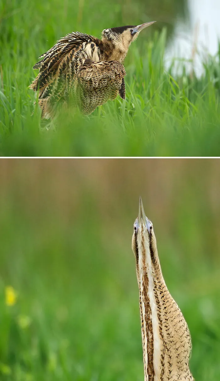Great Bittern