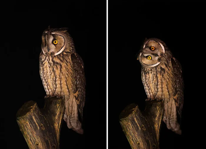 Long-Eared Owl