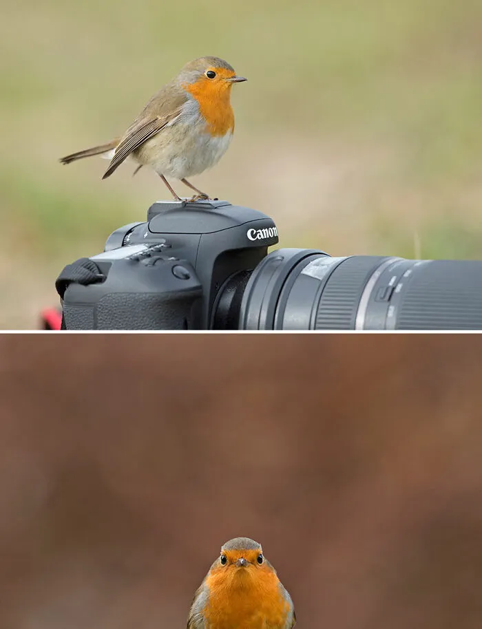 Robin