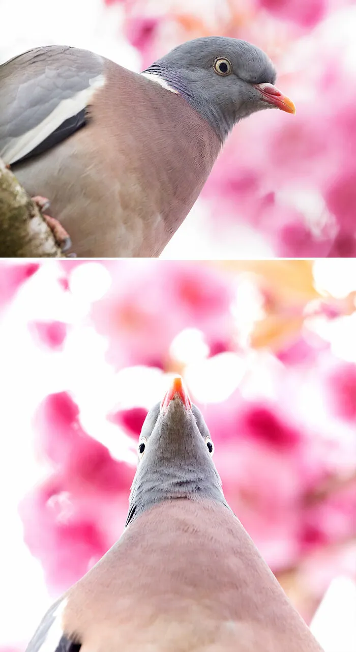 Wood Pigeon
