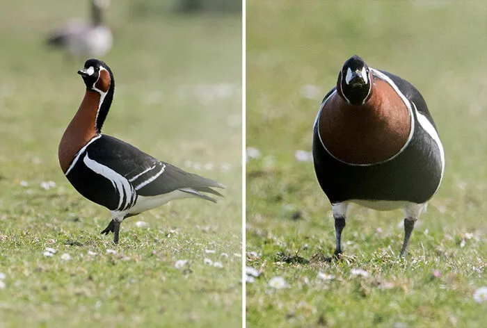 Red-Breasted Goose