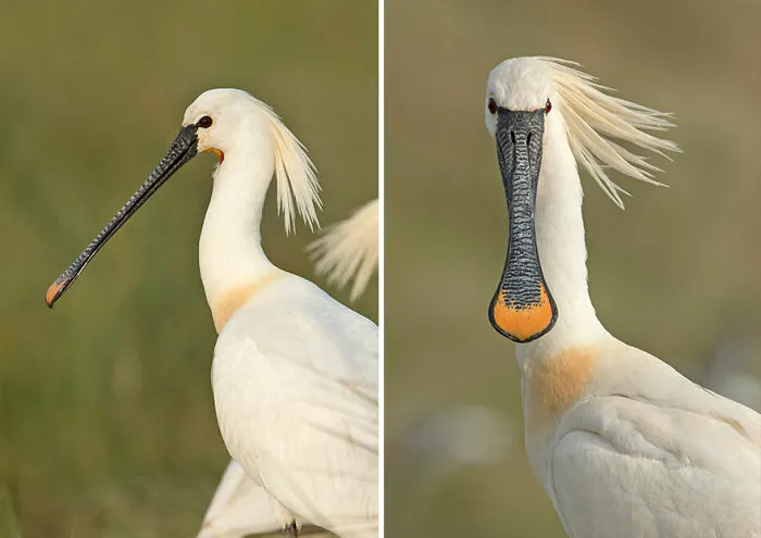 Spoonbill
