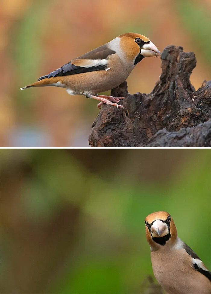 Hawfinch