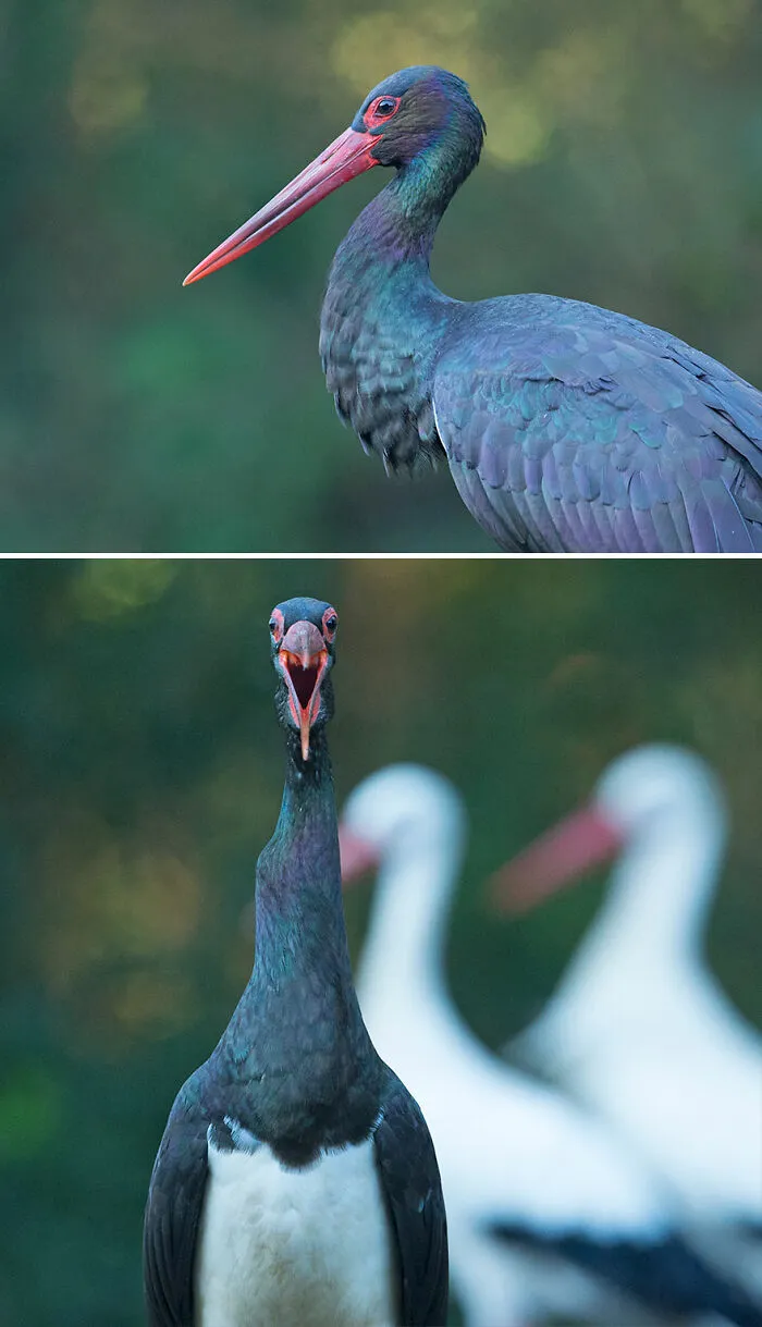 Black Stork