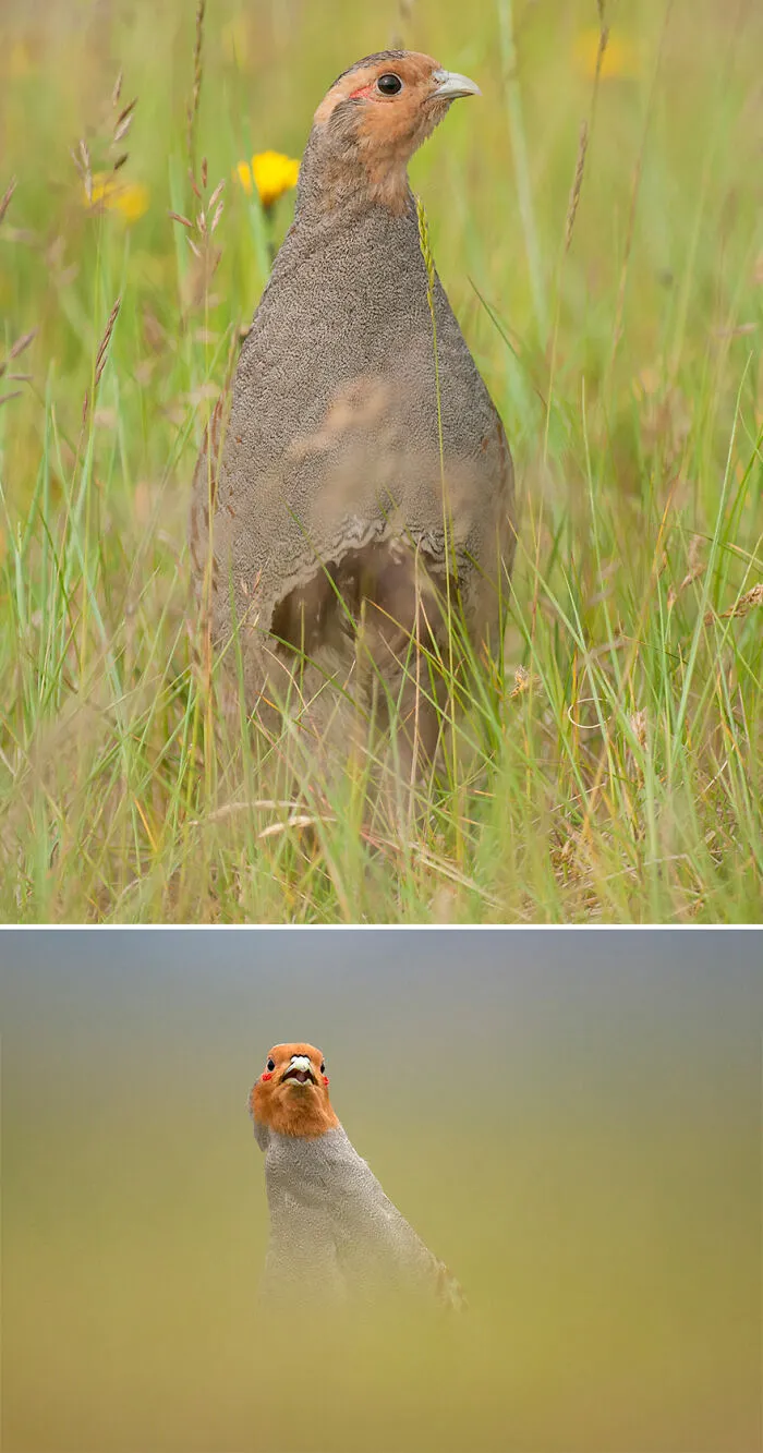 Grey Patridge