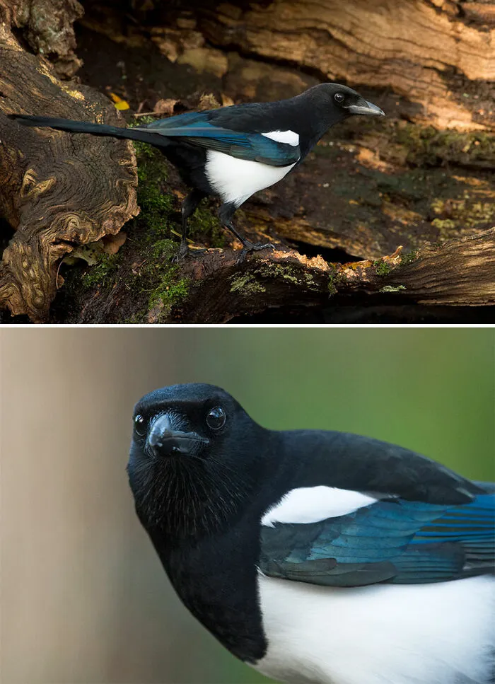 Magpie