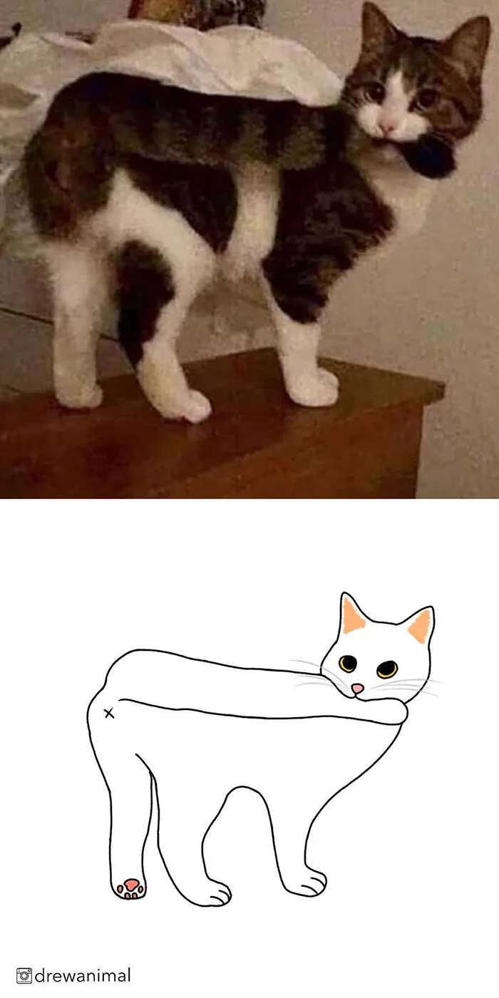 Artist Transforms Funny Cat Pics Into Illustrations And Here Are 70 Of The Best Ones