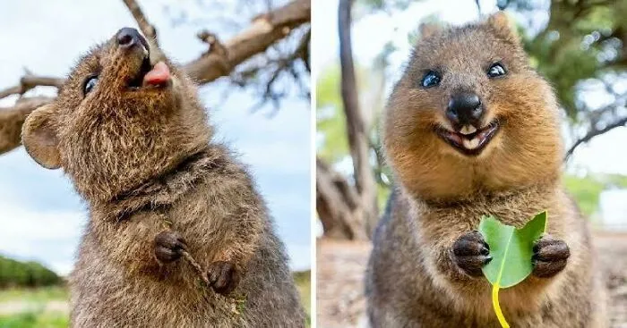 Quokka
