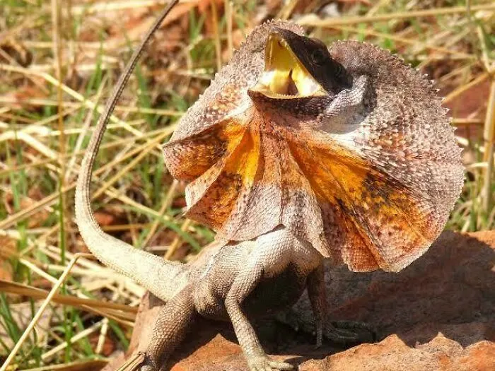 Frill-Necked Lizard