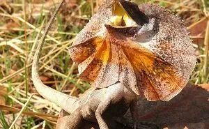 Here Are 40 Adorable, Scary, And Weird Australian Animals I Gathered