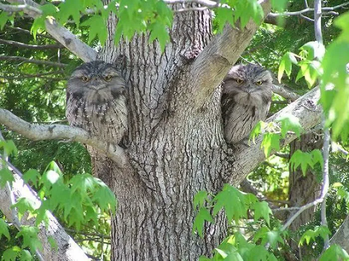 Tawny Frogmouth