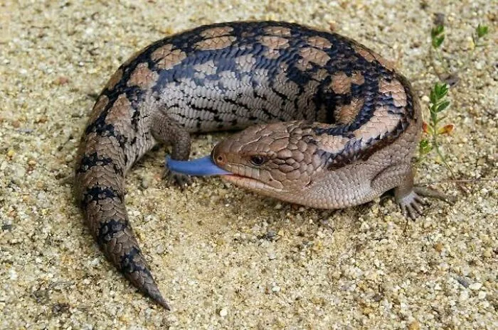 Blue-tongue lizard on sandy ground showcasing one of the adorable and weird Australian animals in natural habitat.