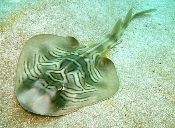 Underwater view of a unique Australian animal, a patterned stingray resting on sandy ocean floor, showcasing wildlife diversity.
