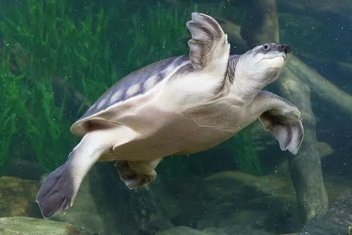 Freshwater turtle swimming underwater in natural habitat, showcasing one of the adorable Australian animals.