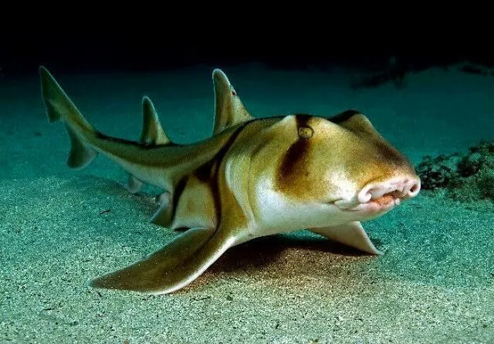 A bizarre Australian animal, the wobbegong shark, resting on the ocean floor with distinctive patterns on its body.