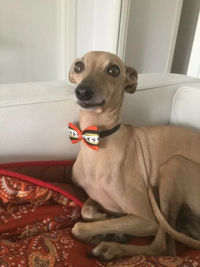 Dogui, Italian Greyhound From Italy