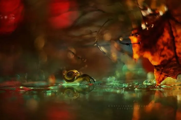 I Used The Bokeh Method To Capture Snails (35 Pics)