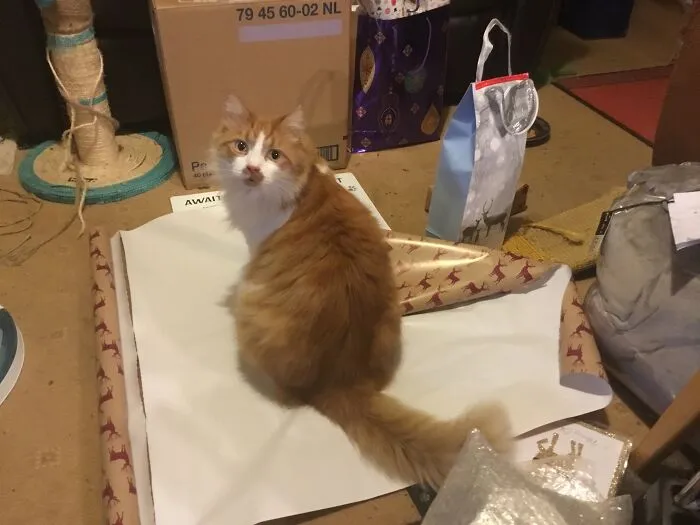 Jasper Pretending To Be A Potential Christmas Present. Or More Likely Being A Hindrance.