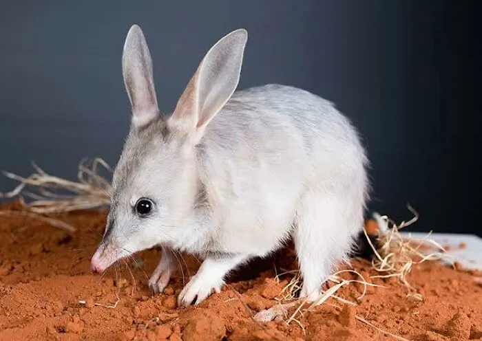 Bilby on red soil showcasing one of the adorable Australian animals in a naturalistic setting with dark background.