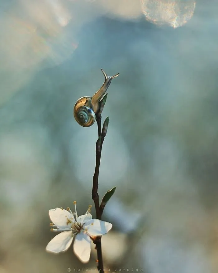 I Used The Bokeh Method To Capture Snails (35 Pics)