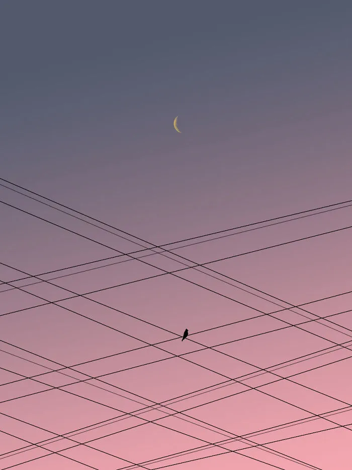 Overhead Bird