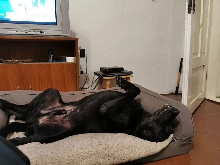 Broken & Snoring Dark
