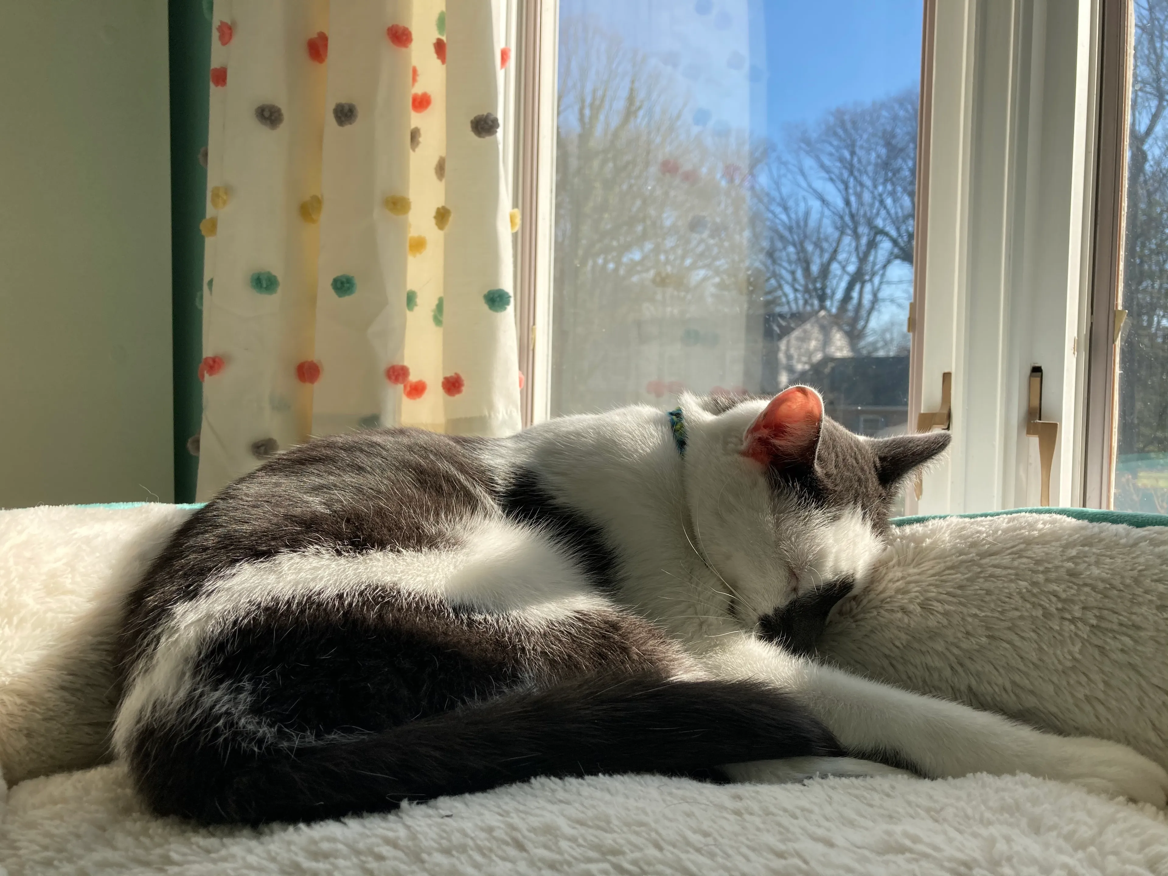 Cute Photo’s Of My Cat To Brighten Your Day!
