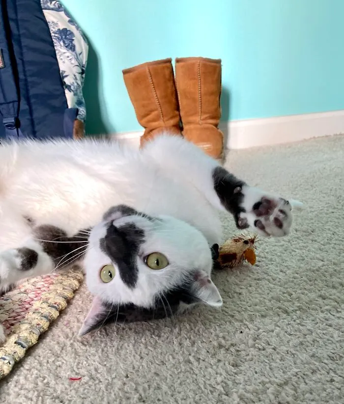 Too Much Catnip Hehe