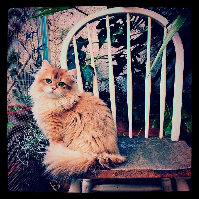 Gummi In The Catio