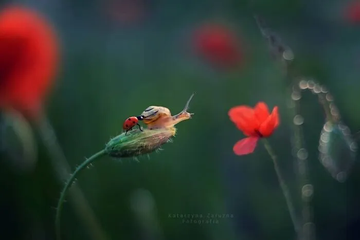 I Used The Bokeh Method To Capture Snails (35 Pics)