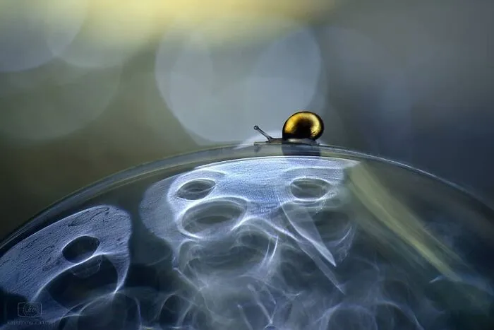 I Used The Bokeh Method To Capture Snails (35 Pics)