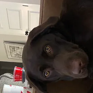 Whiskey Bear my puppy