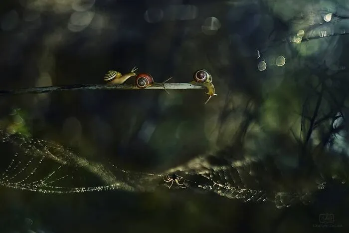 I Used The Bokeh Method To Capture Snails (35 Pics)