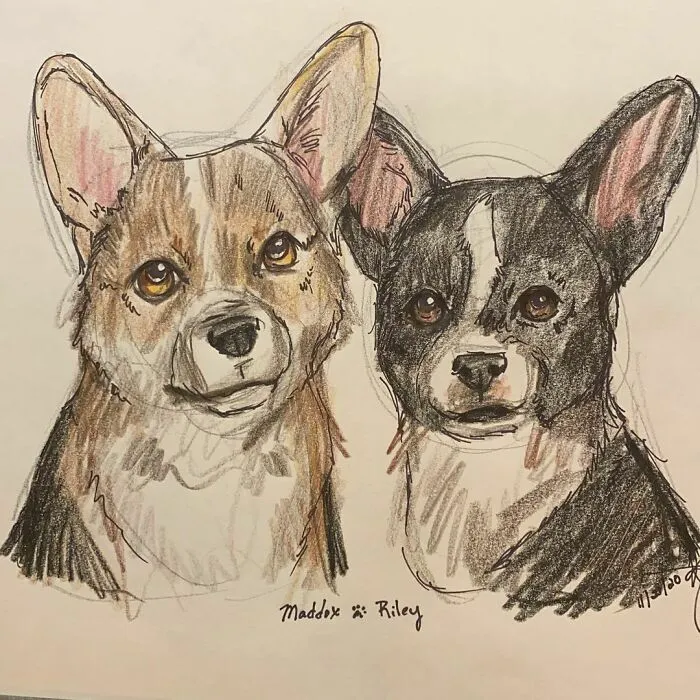 I Draw Pet Portraits On Request And Then Donate The Received Funds To Charity (70 Pics)