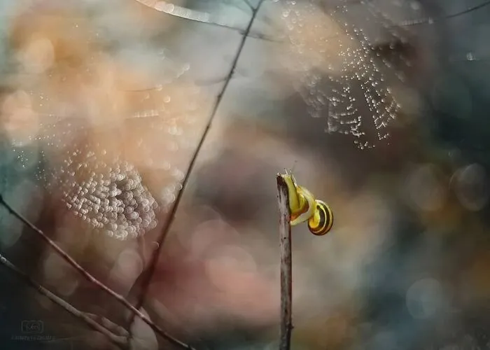 I Used The Bokeh Method To Capture Snails (35 Pics)