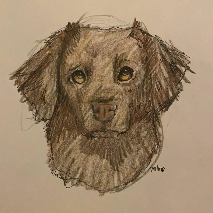 I Draw Pet Portraits On Request And Then Donate The Received Funds To Charity (70 Pics)