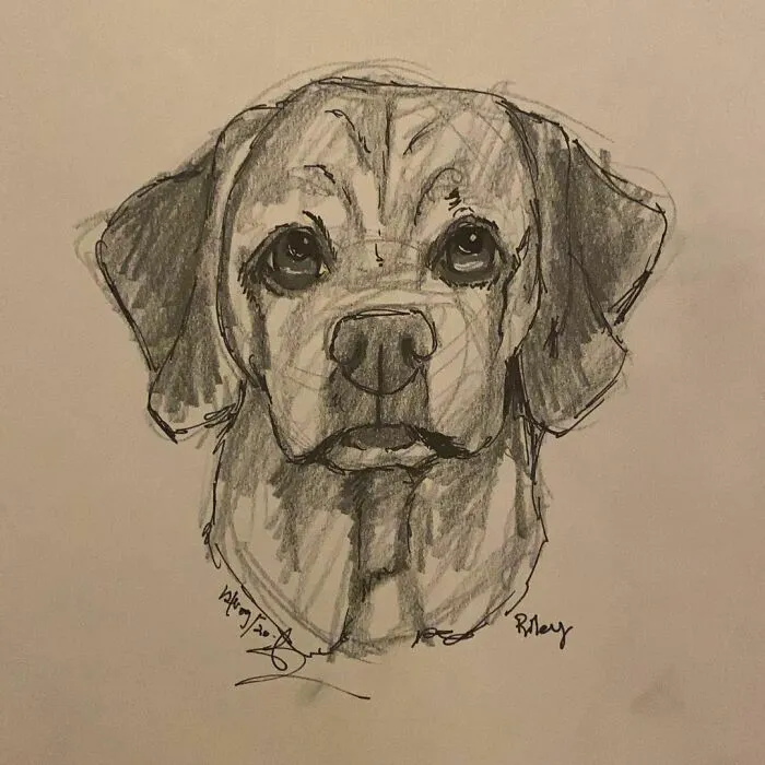 I Draw Pet Portraits On Request And Then Donate The Received Funds To Charity (70 Pics)