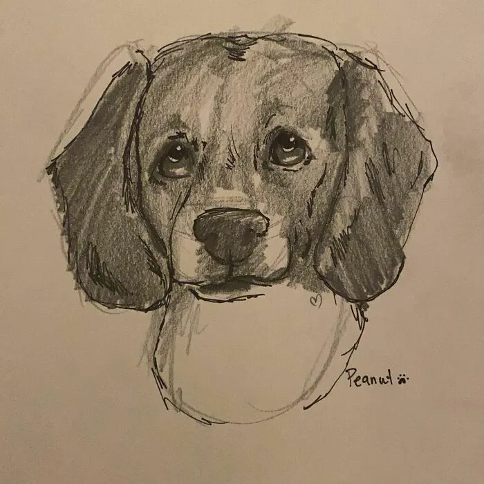 I Draw Pet Portraits On Request And Then Donate The Received Funds To Charity (70 Pics)