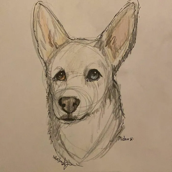 I Draw Pet Portraits On Request And Then Donate The Received Funds To Charity (70 Pics)