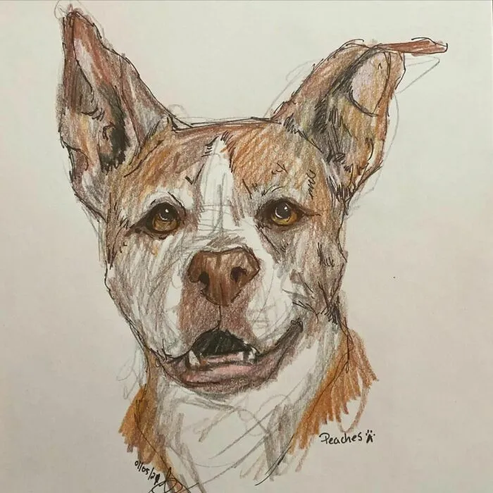 I Draw Pet Portraits On Request And Then Donate The Received Funds To Charity (70 Pics)