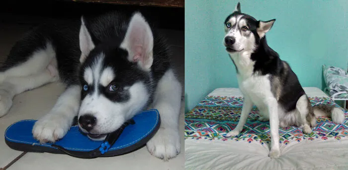 2 Months - 3 Years