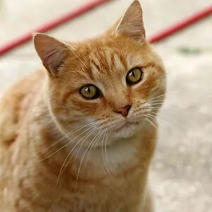 Lukas A.