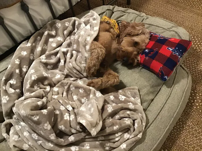 This Queen (Bailey, 2yrs) Has Multiple Large Memory Foam Beds, Handmade Pillows And Blankets For Her Comfort. It My Be My Favorite Thing To Do To Spoil Her. ❤️