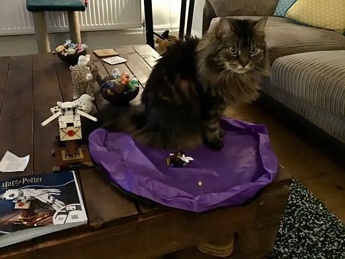 She Likes To Help Me Build LEGO!