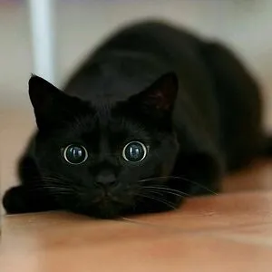 I AM CAT
