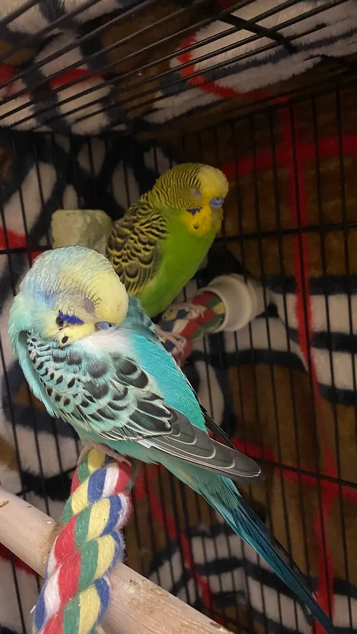 It’s Tiring Being So Cute
