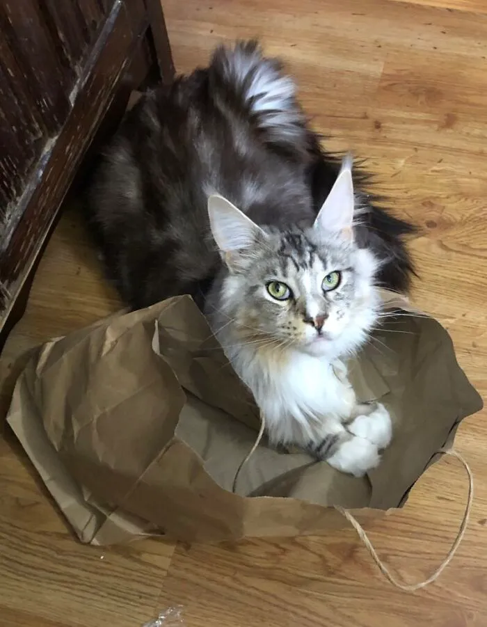 I No Fits But I Still Sits