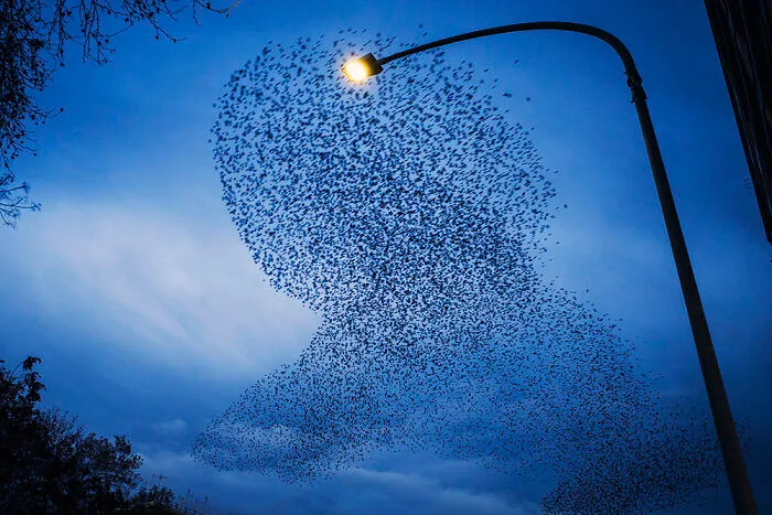 Day 2: Everyone In Rome Knows How Magic Is A Flock Of Starlings That Paints Figures In The Sky (Less Beautiful Is When You Leave Your Car Under A Tree Where They “Rest”, But It’s A Different Story). I Didn’t See Starlings Since Longtime And I Was Very Happy Today When I’ve Seen A Flock Above My Eyes.