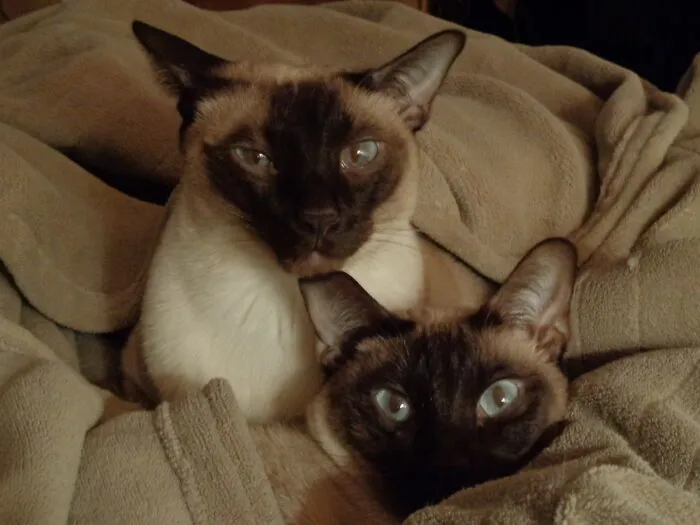 Hibernating For The Winter.  They Love Electric Blankets.