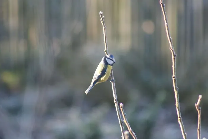 I Hope This Counts Although It's Not A Landscape, But A Cute Bluetit On A Frosty Twig In My Garden In Lower Saxony, Germany.